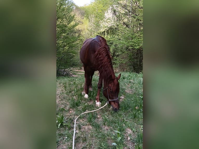 Ägyptischer Araber Hengst 16 Jahre 152 cm Fuchs in Kaltenleutgeben