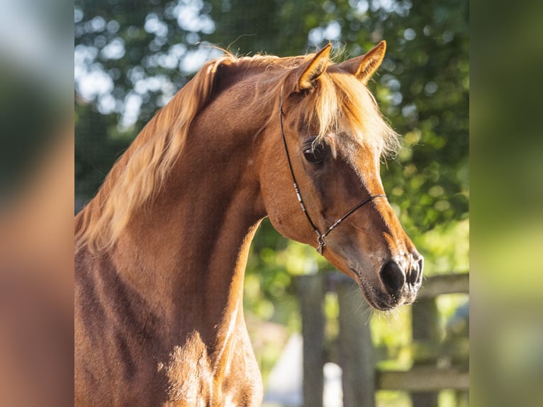 Ägyptischer Araber Hengst 18 Jahre 154 cm Fuchs in Walsrode