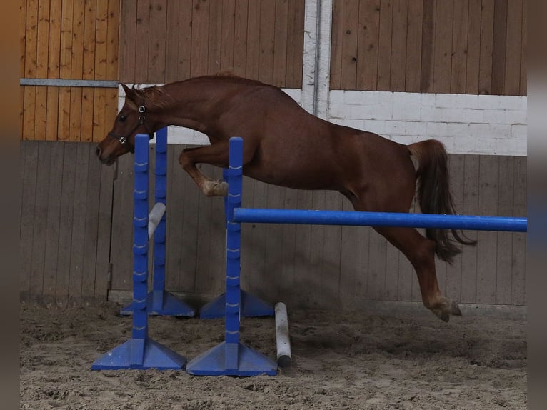 Ägyptischer Araber Hengst 18 Jahre 154 cm Fuchs in Walsrode