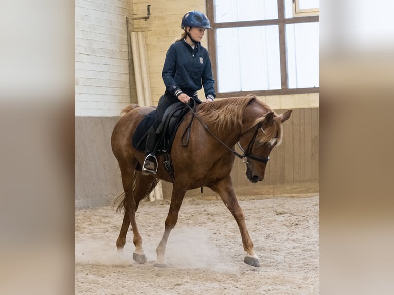 Ägyptischer Araber Hengst 18 Jahre 154 cm Fuchs in Walsrode