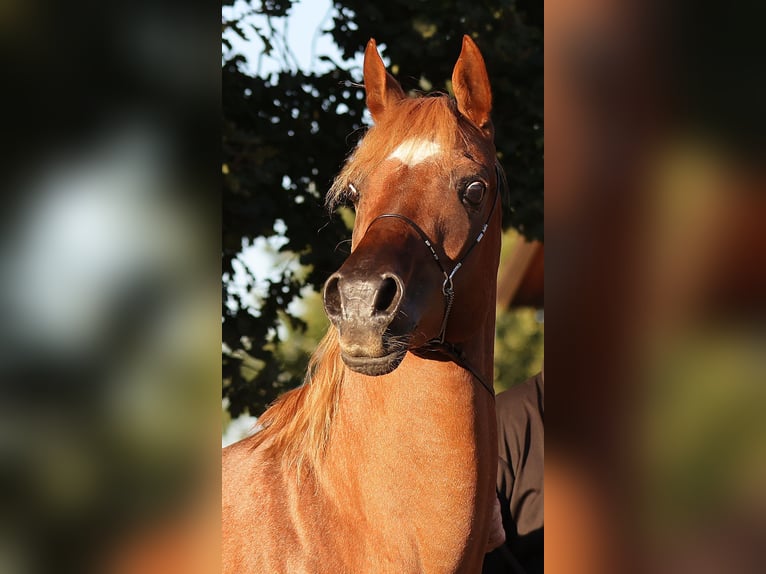 Ägyptischer Araber Hengst 18 Jahre 154 cm Fuchs in Walsrode