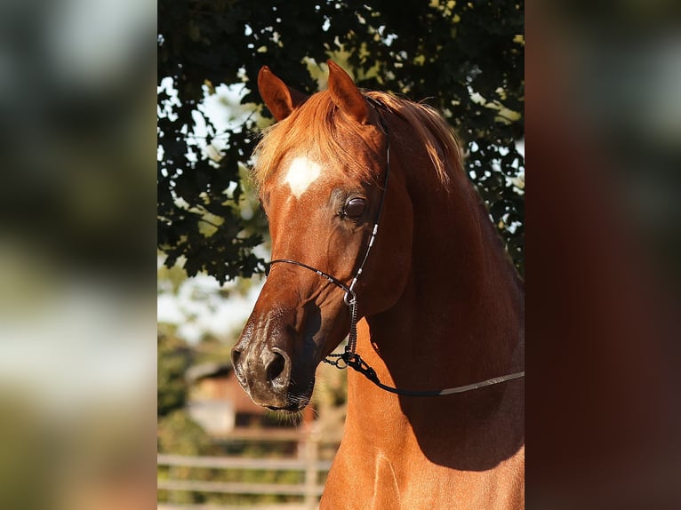 Ägyptischer Araber Hengst 18 Jahre 154 cm Fuchs in Walsrode