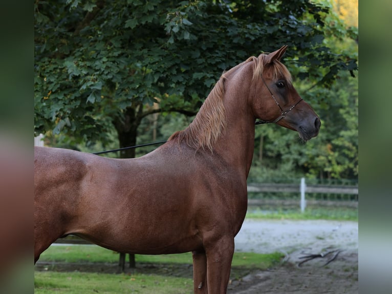 Ägyptischer Araber Hengst 18 Jahre 154 cm Fuchs in Walsrode