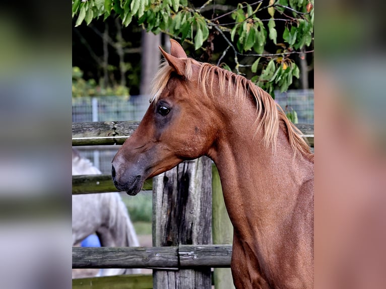 Ägyptischer Araber Hengst 18 Jahre 154 cm Fuchs in Walsrode