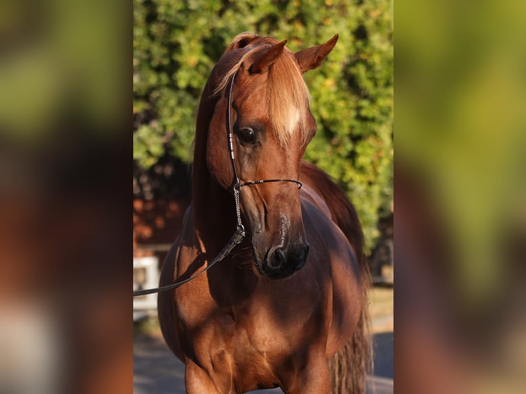 Ägyptischer Araber Hengst 18 Jahre 154 cm Fuchs in Walsrode