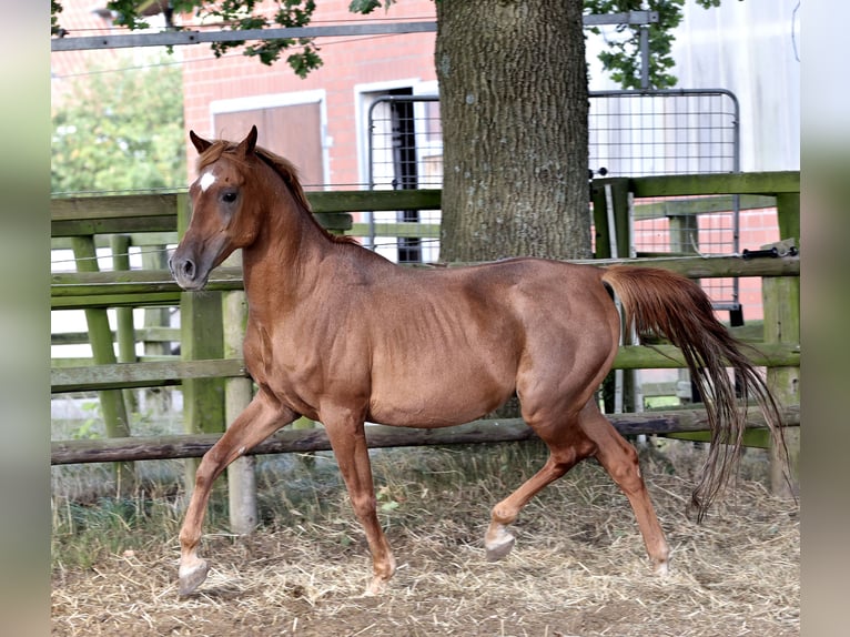 Ägyptischer Araber Hengst 18 Jahre 154 cm Fuchs in Walsrode