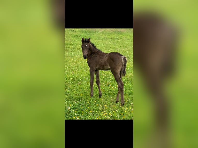 Ägyptischer Araber Hengst 1 Jahr 150 cm Rappe in Westerstede