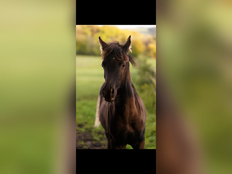 Ägyptischer Araber Hengst 1 Jahr 150 cm Rappe in Westerstede