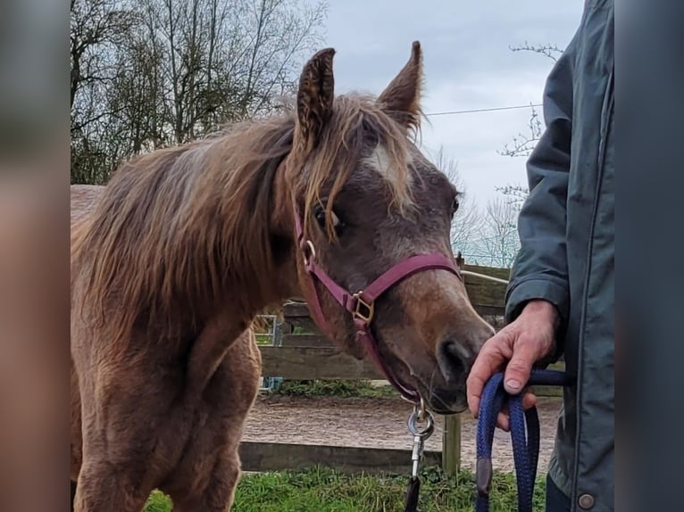 Ägyptischer Araber Hengst 1 Jahr 150 cm Schimmel in Hallgarten