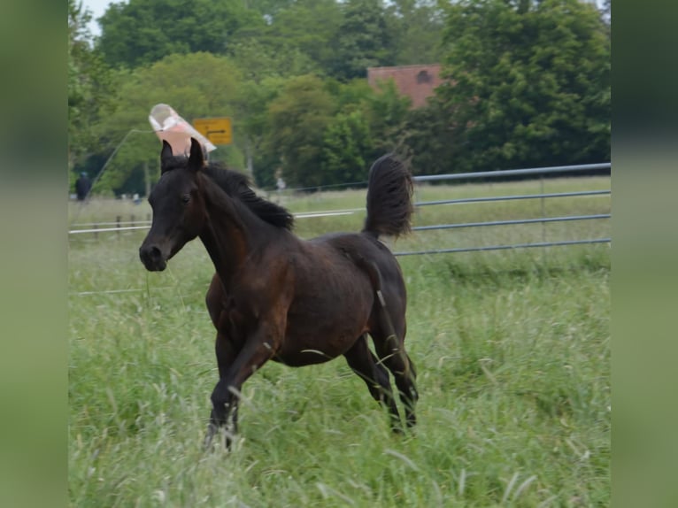 Ägyptischer Araber Hengst 1 Jahr 151 cm Rappe in Jade