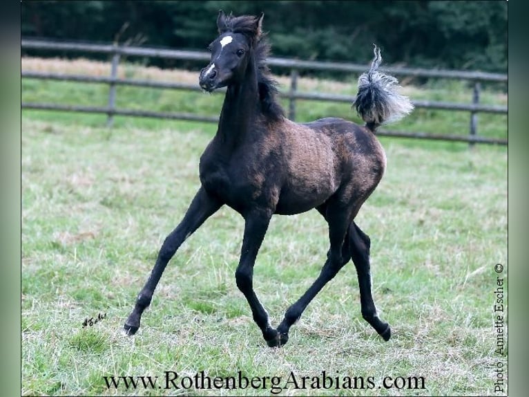 Ägyptischer Araber Hengst 1 Jahr 157 cm Rappe in Monheim