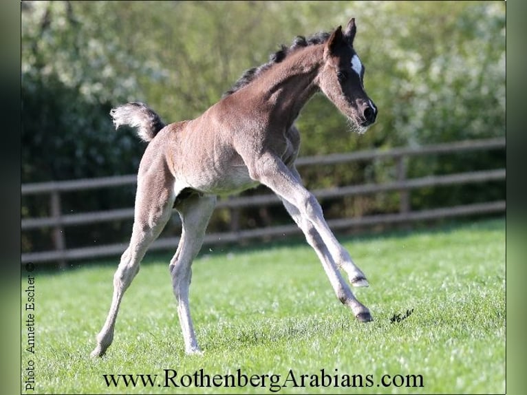 Ägyptischer Araber Hengst 1 Jahr 157 cm Rappe in Monheim