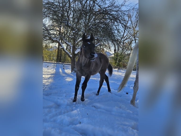 Ägyptischer Araber Hengst 1 Jahr 160 cm Fliegenschimmel in Dietikon