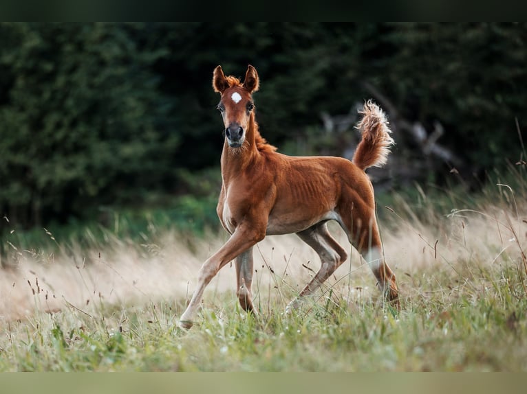 Ägyptischer Araber Hengst 1 Jahr 160 cm Fuchs in Zürich