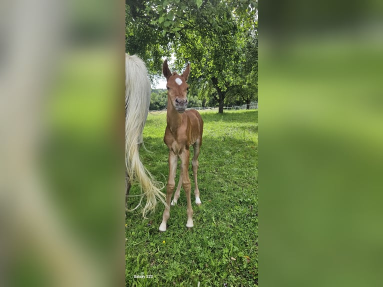 Ägyptischer Araber Hengst 1 Jahr 160 cm Fuchs in Zürich