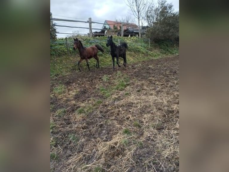 Ägyptischer Araber Hengst 1 Jahr Brauner in Stallhofen
