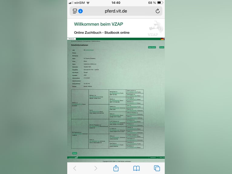 Ägyptischer Araber Hengst 1 Jahr Brauner in Bienenbüttel