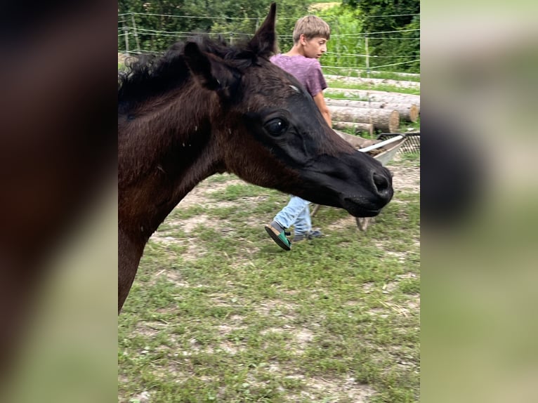 Ägyptischer Araber Hengst 1 Jahr Rappe in Mengen