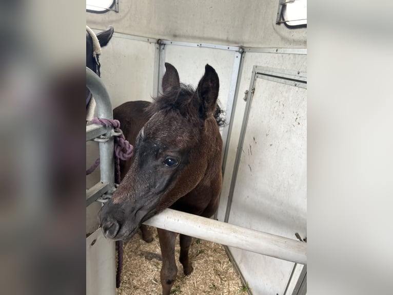 Ägyptischer Araber Hengst 1 Jahr Rappe in Mengen