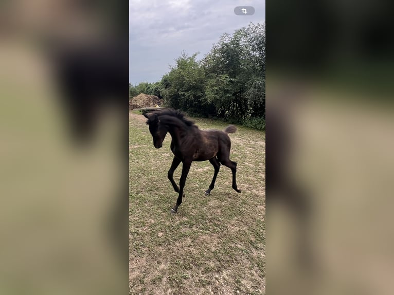 Ägyptischer Araber Hengst 1 Jahr Rappe in Mengen