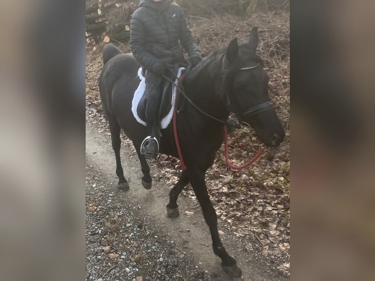 Ägyptischer Araber Hengst 1 Jahr Rappe in Mengen