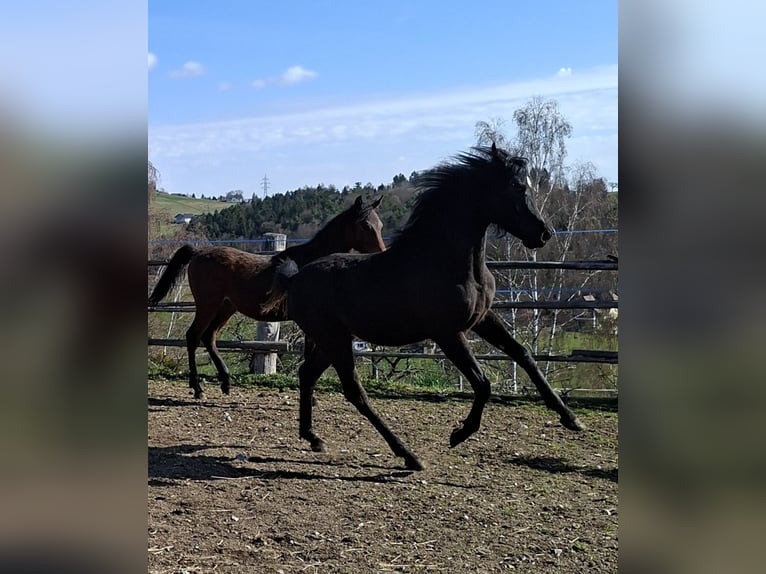 Ägyptischer Araber Hengst 1 Jahr Rappe in Stallhofen
