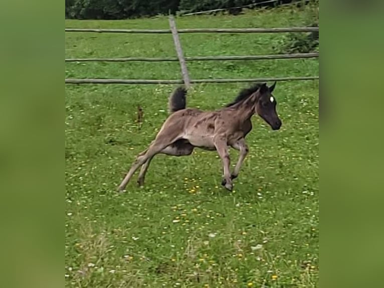 Ägyptischer Araber Hengst 1 Jahr Rappe in Stallhofen