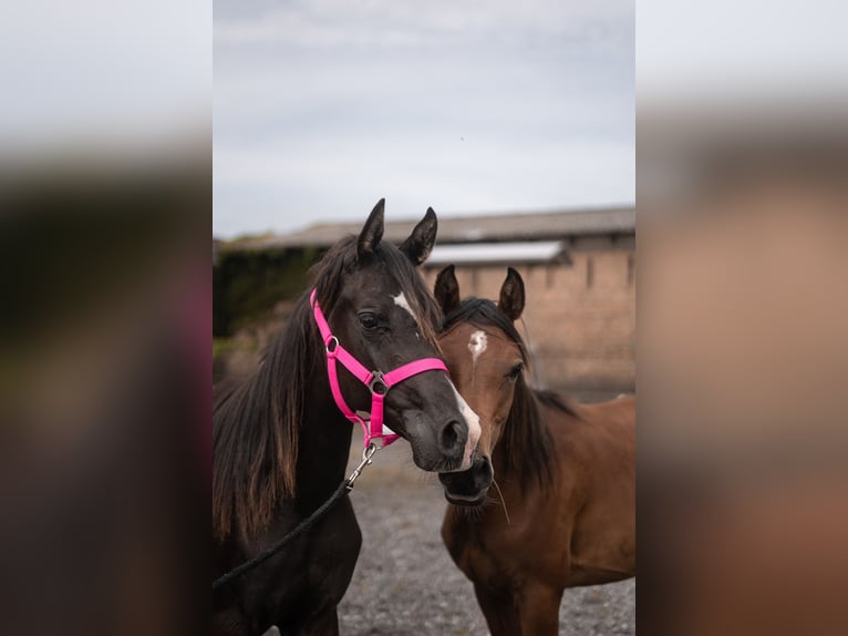 Ägyptischer Araber Hengst 1 Jahr Rappe in Ludwigsfelde OT Wietstock