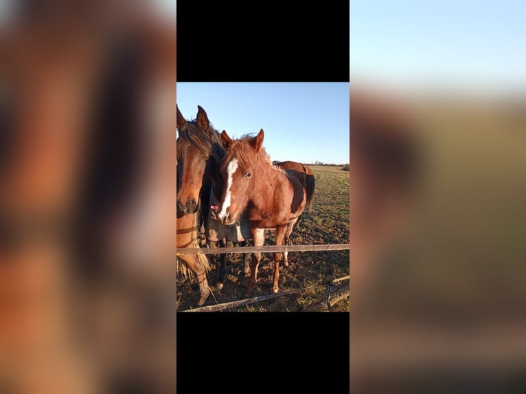 Ägyptischer Araber Hengst 1 Jahr Rotfuchs in Bagnot