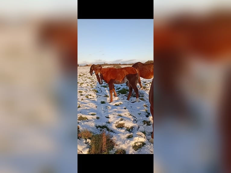 Ägyptischer Araber Hengst 1 Jahr Rotfuchs in Bagnot