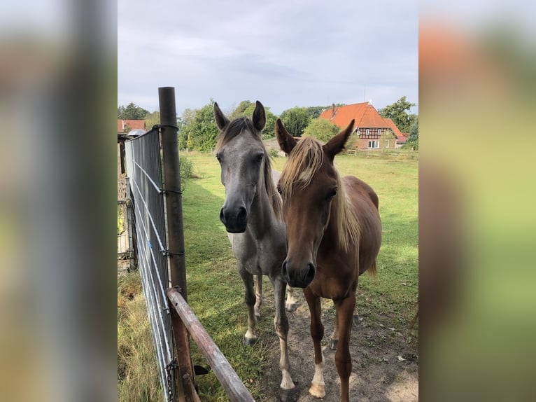 Ägyptischer Araber Hengst 1 Jahr Schimmel in Dörverden