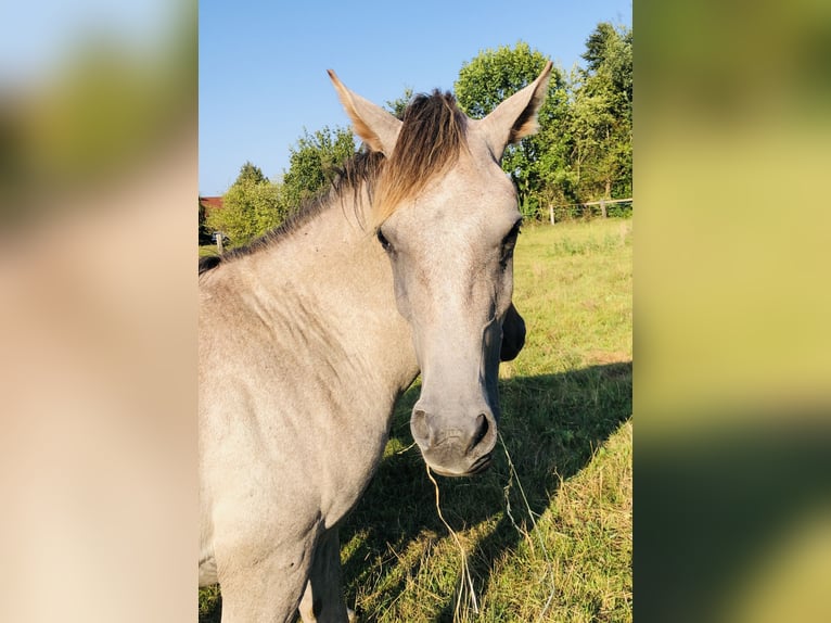 Ägyptischer Araber Hengst 1 Jahr Schimmel in Dörverden