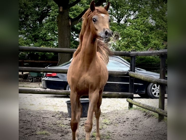 Ägyptischer Araber Hengst 2 Jahre 145 cm Fuchs in Klein Offenseth-Sparrieshoop