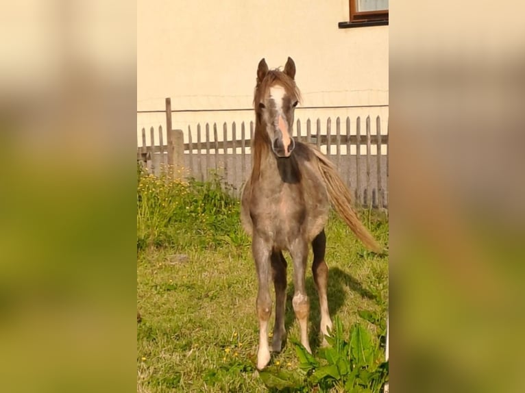 Ägyptischer Araber Hengst 2 Jahre 155 cm Rotschimmel in Dennheritz