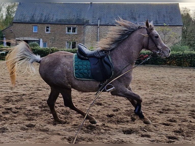 Ägyptischer Araber Hengst 2 Jahre 158 cm Fliegenschimmel in Willebringen