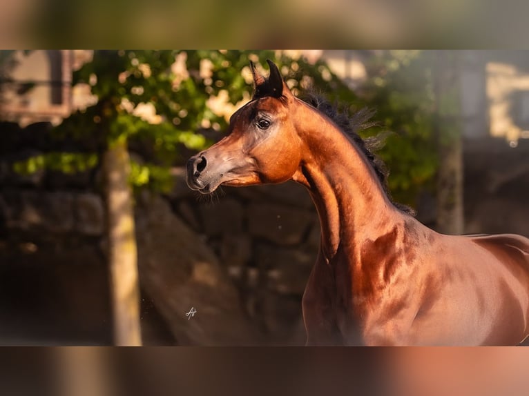 Ägyptischer Araber Hengst 3 Jahre 154 cm Rotbrauner in Bergamo