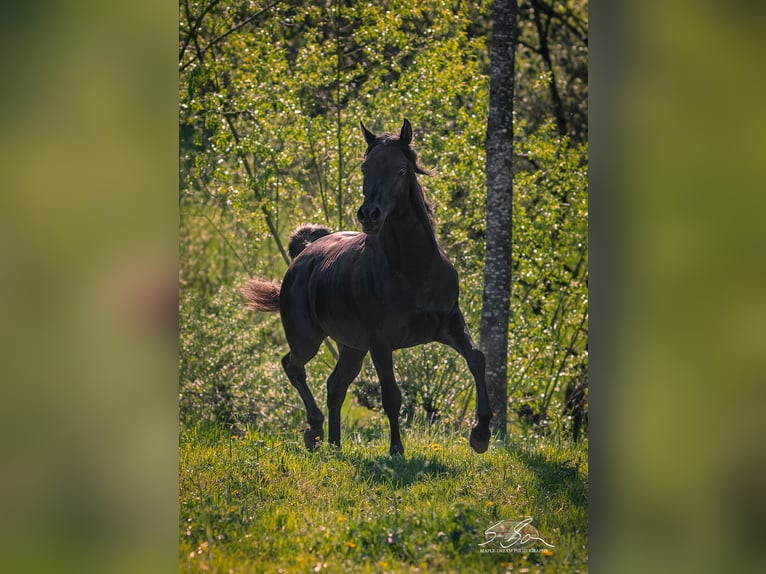 Ägyptischer Araber Hengst 3 Jahre 155 cm Rappe in Biesdorf