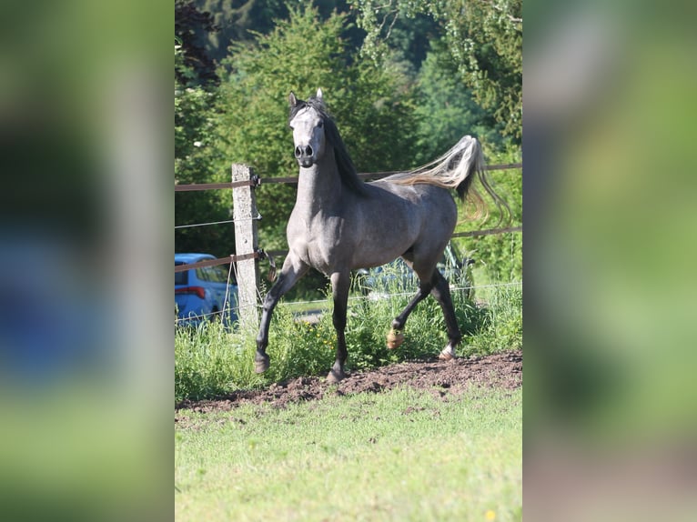 Ägyptischer Araber Hengst 3 Jahre 155 cm Schimmel in Seßlach