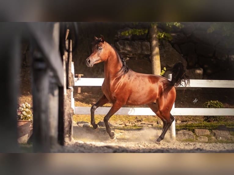 Ägyptischer Araber Hengst 3 Jahre 158 cm Brauner in Piacenza