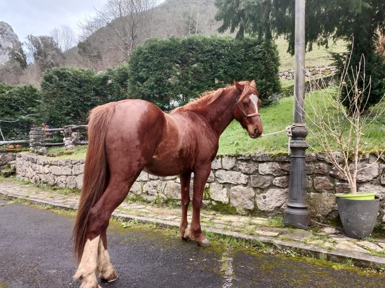 Ägyptischer Araber Mix Hengst 5 Jahre 147 cm Fuchs in Arenas de Cabrales-ASTURIAS