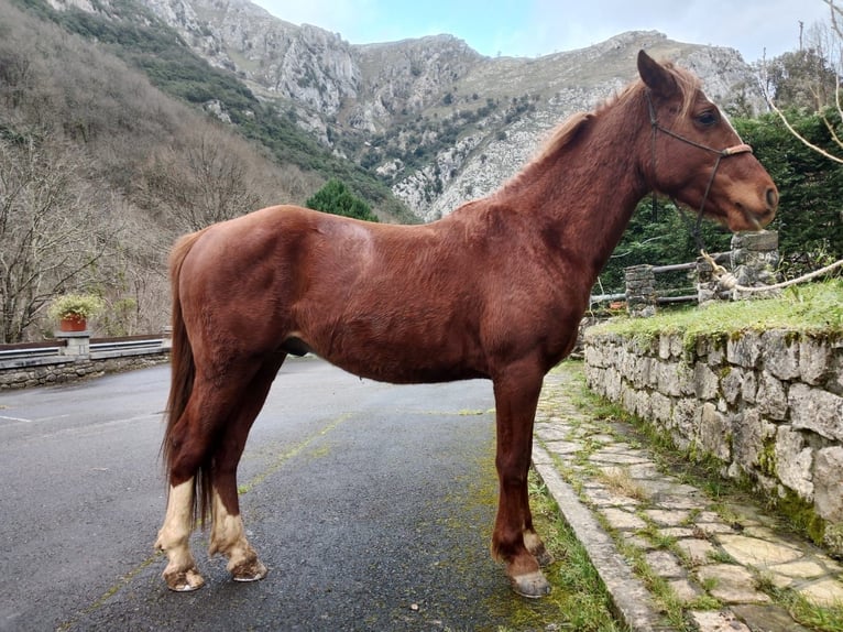 Ägyptischer Araber Mix Hengst 5 Jahre 147 cm Fuchs in Arenas de Cabrales-ASTURIAS