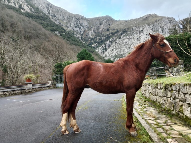 Ägyptischer Araber Mix Hengst 5 Jahre 147 cm Fuchs in Arenas de Cabrales-ASTURIAS