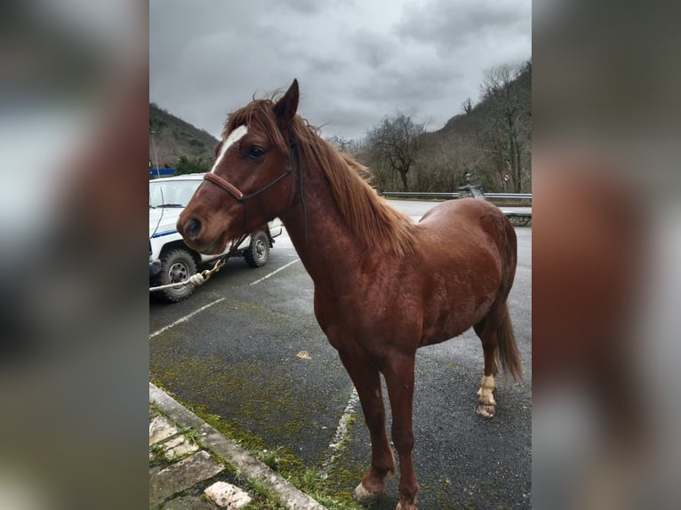 Ägyptischer Araber Mix Hengst 5 Jahre 147 cm Fuchs in Arenas de Cabrales-ASTURIAS