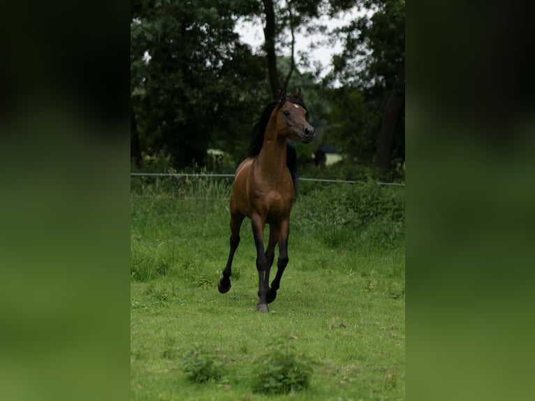 Ägyptischer Araber Hengst 5 Jahre 151 cm Brauner in Ovelg&#xF6;nne