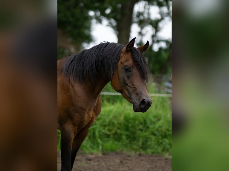 Ägyptischer Araber Hengst 5 Jahre 151 cm Brauner in Ovelg&#xF6;nne