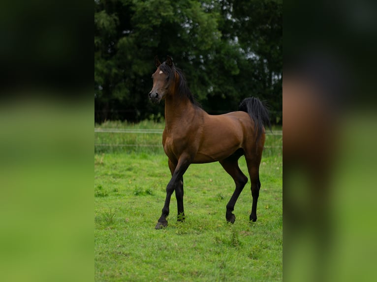 Ägyptischer Araber Hengst 5 Jahre 151 cm Brauner in Ovelg&#xF6;nne