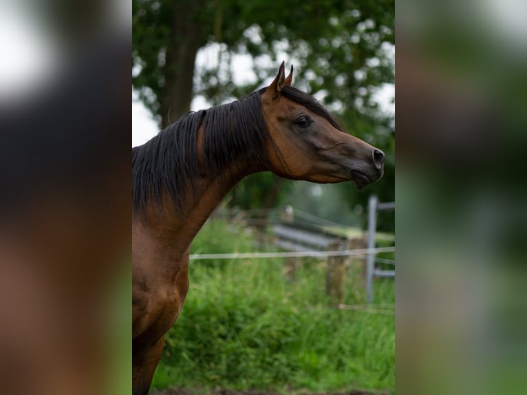 Ägyptischer Araber Hengst 5 Jahre 151 cm Brauner in Ovelg&#xF6;nne