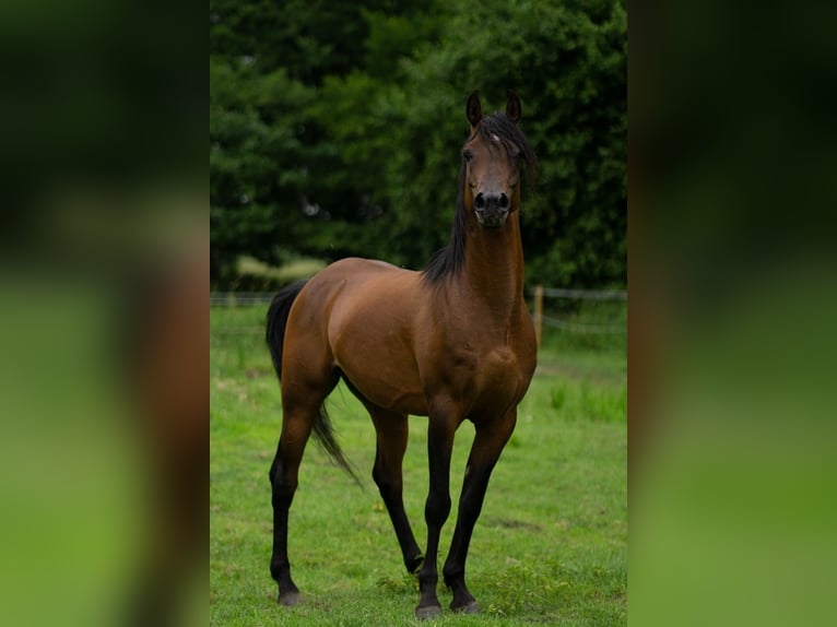 Ägyptischer Araber Hengst 5 Jahre 151 cm Brauner in Ovelg&#xF6;nne