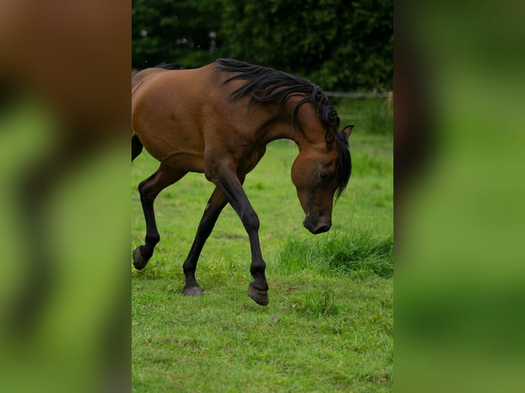Ägyptischer Araber Hengst 5 Jahre 151 cm Brauner in Ovelg&#xF6;nne