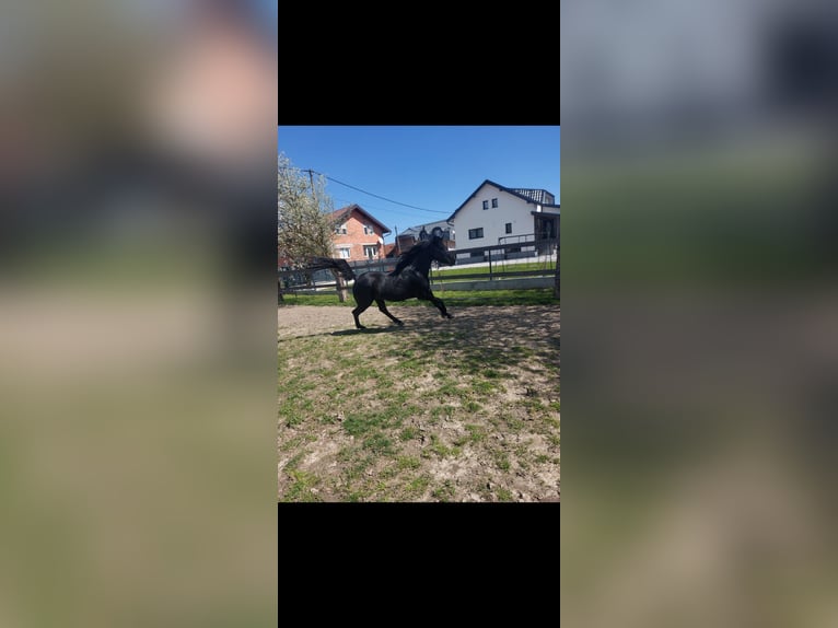 Ägyptischer Araber Hengst 5 Jahre 158 cm Rappe in Zagreb